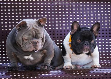 Find Your Perfect Frenchie Puppy: A Guide to Ethical Breeders and Available Litters