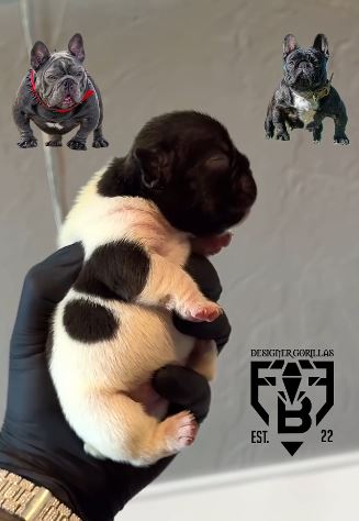 3-week Frenchie Bulldog puppy “Moo” (whelp name Yin Yang) with black-and-white pied markings, side profile, held in a gloved hand.